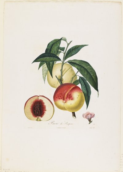 Pavie de Pompone. (Pfirsiche), aus Traite des Arbres Fruitiers, 1807-35 von Pierre Antoine Poiteau